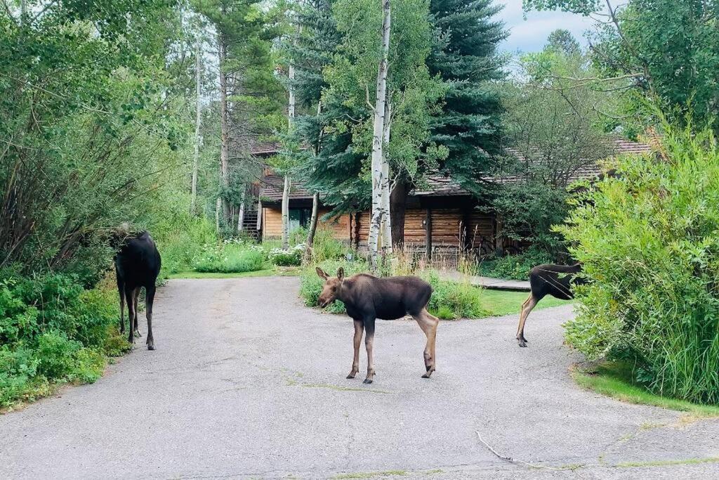 Aspen'S Cabin Wilson Luaran gambar